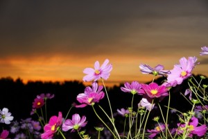 1316d4c2ea7ecb009e2a3dac962f2e3f_l[1]